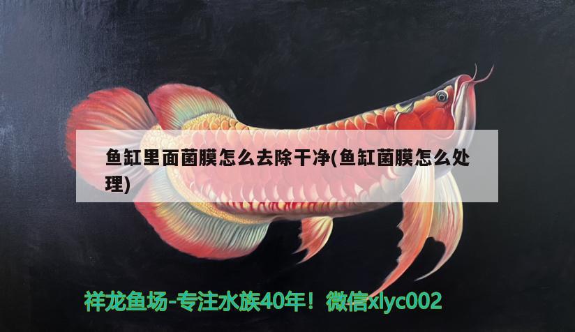 魚缸里面菌膜怎么去除干凈(魚缸菌膜怎么處理) 飛鳳魚