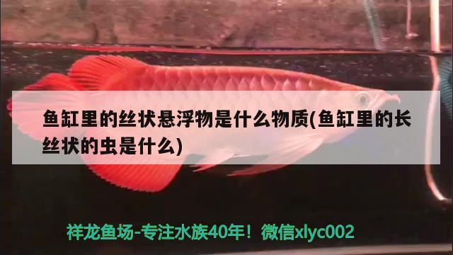 魚(yú)缸里的絲狀懸浮物是什么物質(zhì)(魚(yú)缸里的長(zhǎng)絲狀的蟲(chóng)是什么) 觀賞蝦蟹等飼料