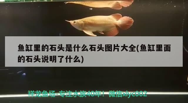 魚缸里的石頭是什么石頭圖片大全(魚缸里面的石頭說明了什么) 喂食器 第3張