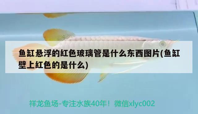 魚(yú)缸懸浮的紅色玻璃管是什么東西圖片(魚(yú)缸壁上紅色的是什么)