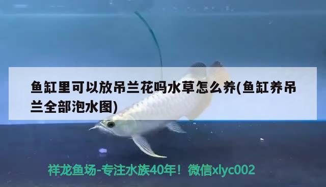 魚(yú)缸里可以放吊蘭花嗎水草怎么養(yǎng)(魚(yú)缸養(yǎng)吊蘭全部泡水圖) 水草