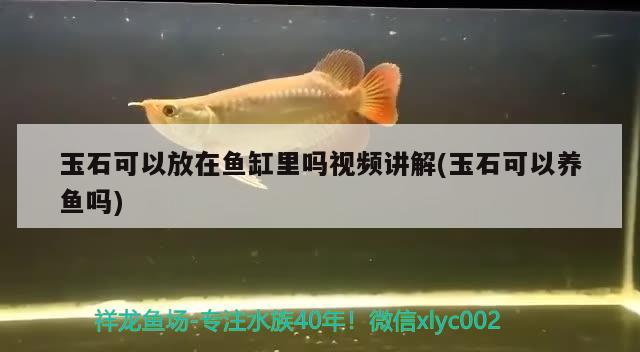 玉石可以放在魚缸里嗎視頻講解(玉石可以養(yǎng)魚嗎) 南美異形觀賞魚