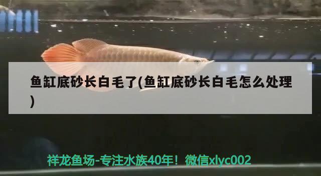 魚缸底砂長白毛了(魚缸底砂長白毛怎么處理) 野生埃及神仙魚