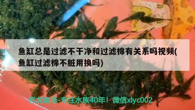 魚缸總是過濾不干凈和過濾棉有關系嗎視頻(魚缸過濾棉不臟用換嗎) 金三間魚