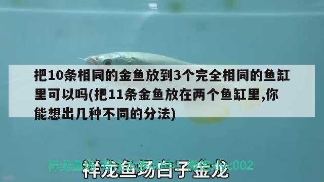 把10條相同的金魚放到3個完全相同的魚缸里可以嗎(把11條金魚放在兩個魚缸里,你能想出幾種不同的分法)