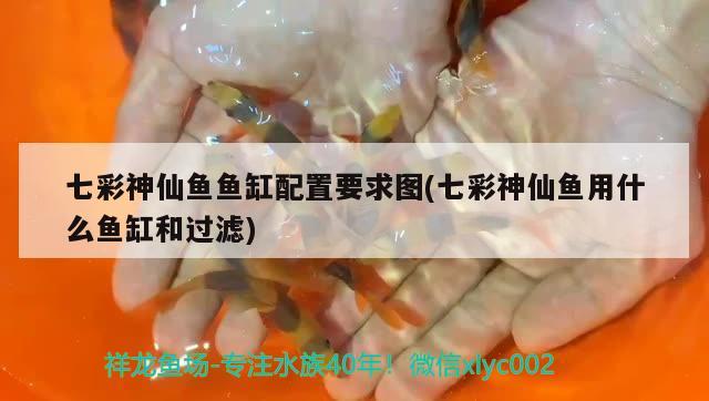 七彩神仙魚魚缸配置要求圖(七彩神仙魚用什么魚缸和過濾) 七彩神仙魚