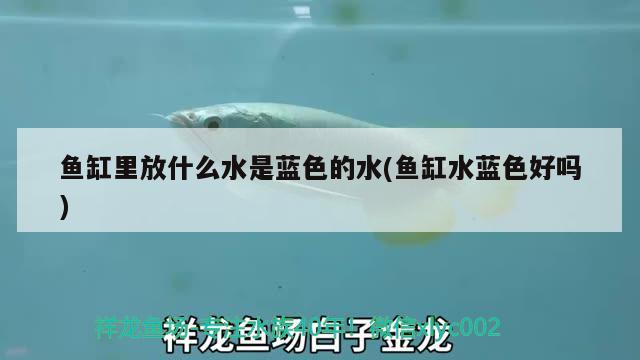 魚缸里放什么水是藍色的水(魚缸水藍色好嗎) 玫瑰銀版魚