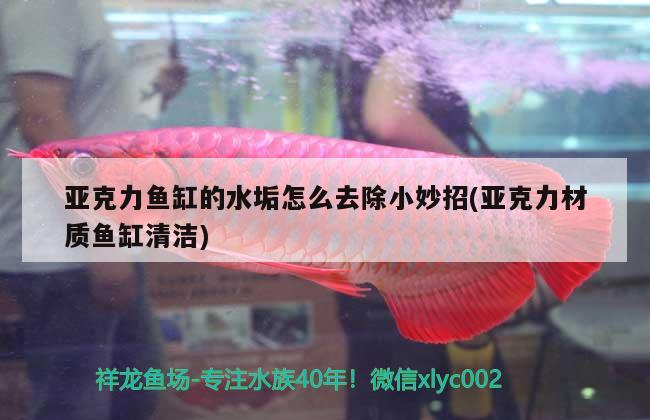 亞克力魚缸的水垢怎么去除小妙招(亞克力材質(zhì)魚缸清潔)