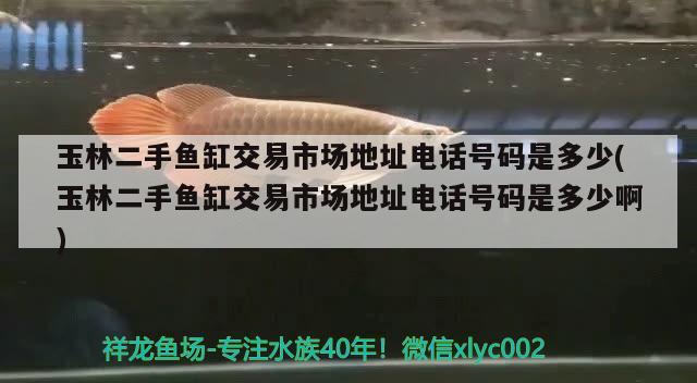 玉林二手魚缸交易市場(chǎng)地址電話號(hào)碼是多少(玉林二手魚缸交易市場(chǎng)地址電話號(hào)碼是多少啊) 藍(lán)帆三間魚