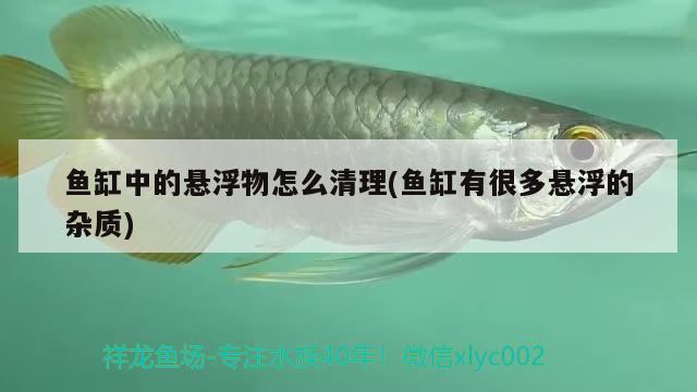 魚缸中的懸浮物怎么清理(魚缸有很多懸浮的雜質(zhì))