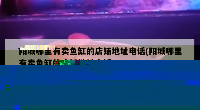 玻璃膠粘的魚缸多久可以養(yǎng)小魚吃(玻璃膠粘魚缸多久可以放魚) 印尼三紋虎