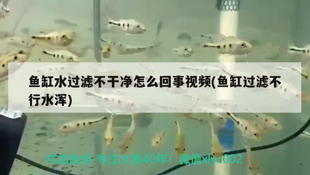 魚缸水過濾不干凈怎么回事視頻(魚缸過濾不行水渾)