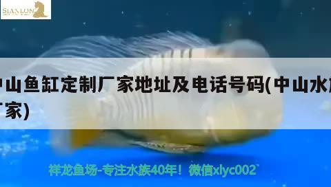 中山魚(yú)缸定制廠家地址及電話號(hào)碼(中山水族廠家) 黃寬帶蝴蝶魚(yú)