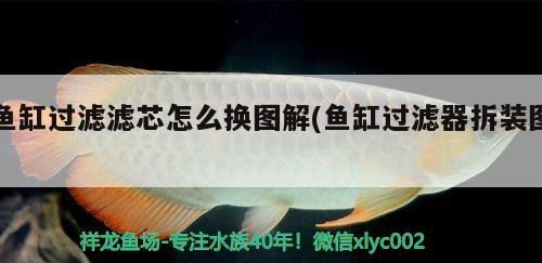 魚缸過濾濾芯怎么換圖解(魚缸過濾器拆裝圖) 暹羅巨鯉