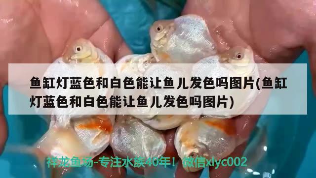 魚缸燈藍(lán)色和白色能讓魚兒發(fā)色嗎圖片(魚缸燈藍(lán)色和白色能讓魚兒發(fā)色嗎圖片)