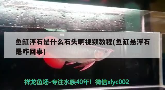 魚缸浮石是什么石頭啊視頻教程(魚缸懸浮石是咋回事) 蝴蝶鯉