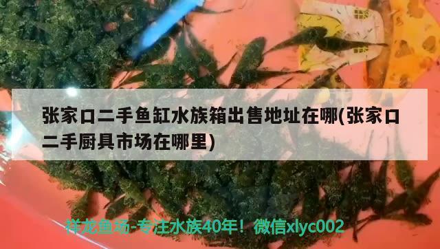 張家口二手魚缸水族箱出售地址在哪(張家口二手廚具市場在哪里) 魚缸/水族箱