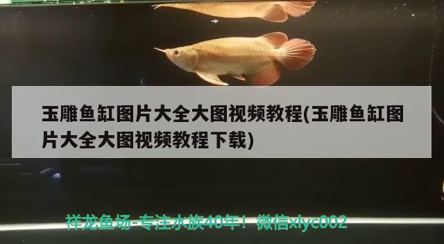 玉雕魚缸圖片大全大圖視頻教程(玉雕魚缸圖片大全大圖視頻教程下載)