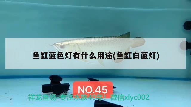 魚缸藍(lán)色燈有什么用途(魚缸白藍(lán)燈)