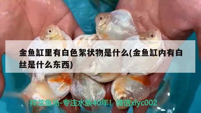 金魚缸里有白色絮狀物是什么(金魚缸內有白絲是什么東西) 粗線銀版魚苗