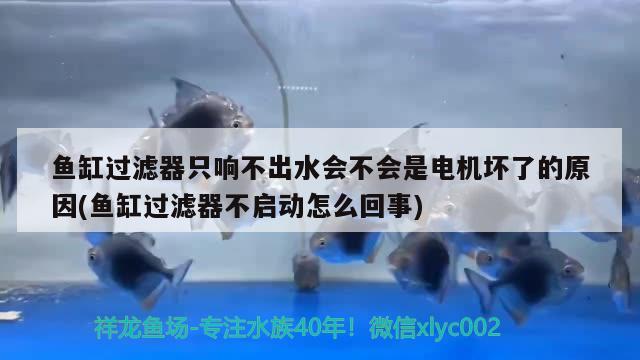 魚缸過濾器只響不出水會不會是電機壞了的原因(魚缸過濾器不啟動怎么回事) 大湖紅龍魚