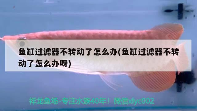 魚缸過濾器不轉動了怎么辦(魚缸過濾器不轉動了怎么辦呀) 黃鰭鯧魚