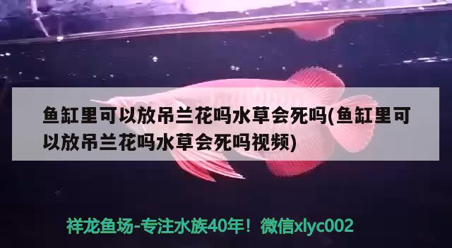 魚(yú)缸里可以放吊蘭花嗎水草會(huì)死嗎(魚(yú)缸里可以放吊蘭花嗎水草會(huì)死嗎視頻)