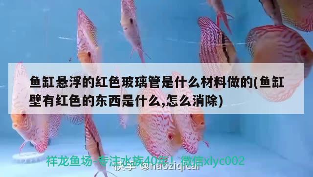 魚缸懸浮的紅色玻璃管是什么材料做的(魚缸壁有紅色的東西是什么,怎么消除) 委內(nèi)瑞拉奧里諾三間魚