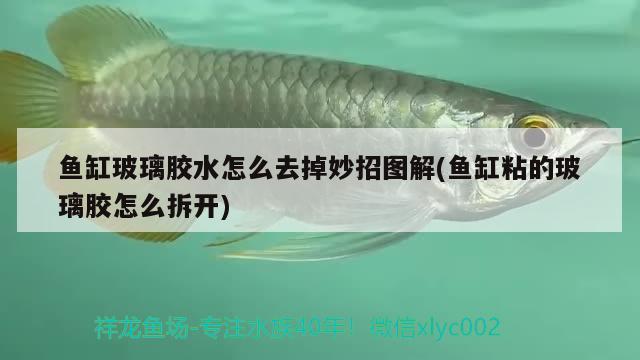 魚缸玻璃膠水怎么去掉妙招圖解(魚缸粘的玻璃膠怎么拆開) 黃金河虎魚