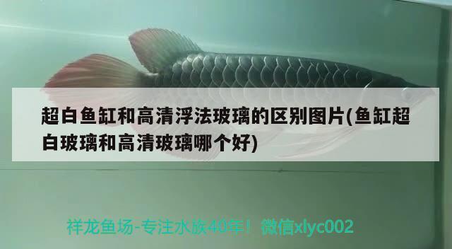 超白魚(yú)缸和高清浮法玻璃的區(qū)別圖片(魚(yú)缸超白玻璃和高清玻璃哪個(gè)好) 大白鯊魚(yú)