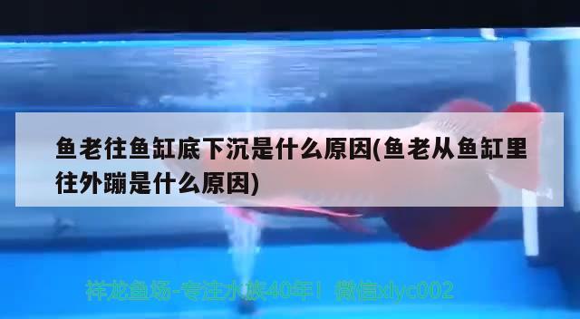 魚老往魚缸底下沉是什么原因(魚老從魚缸里往外蹦是什么原因)