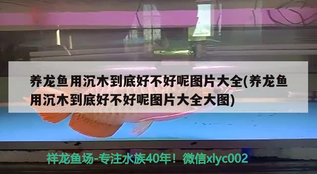 養(yǎng)龍魚(yú)用沉木到底好不好呢圖片大全(養(yǎng)龍魚(yú)用沉木到底好不好呢圖片大全大圖)