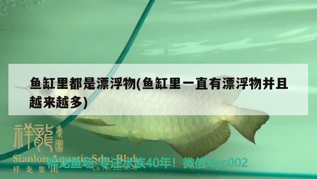 魚缸里都是漂浮物(魚缸里一直有漂浮物并且越來越多)