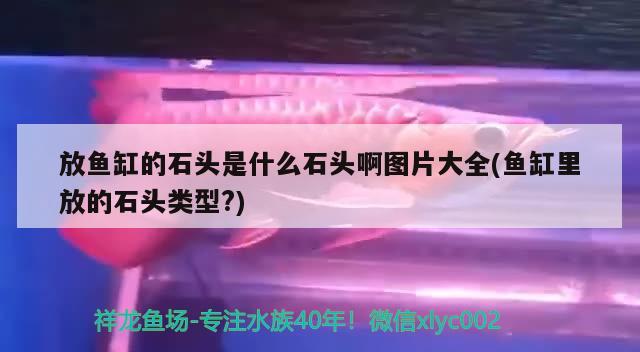 放魚缸的石頭是什么石頭啊圖片大全(魚缸里放的石頭類型?)