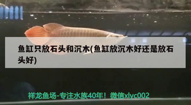 魚缸只放石頭和沉木(魚缸放沉木好還是放石頭好) 豹紋夫魚苗