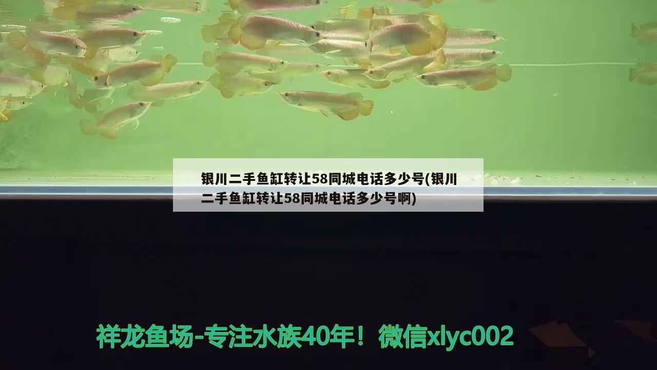 銀川二手魚缸轉(zhuǎn)讓58同城電話多少號(銀川二手魚缸轉(zhuǎn)讓58同城電話多少號啊) 廣州觀賞魚魚苗批發(fā)市場