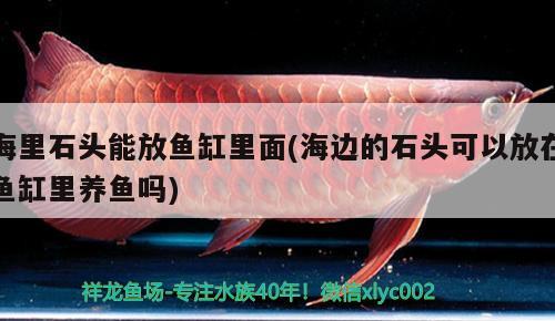 海里石頭能放魚缸里面(海邊的石頭可以放在魚缸里養(yǎng)魚嗎) 虎斑恐龍魚