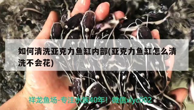 如何清洗亞克力魚缸內(nèi)部(亞克力魚缸怎么清洗不會(huì)花) 埃及神仙魚