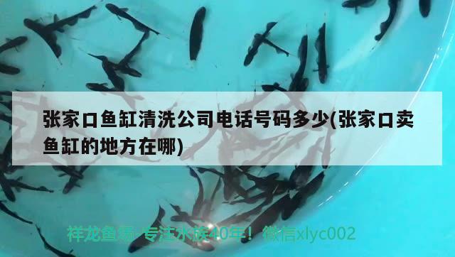 張家口魚缸清洗公司電話號碼多少(張家口賣魚缸的地方在哪) 魚缸凈水劑