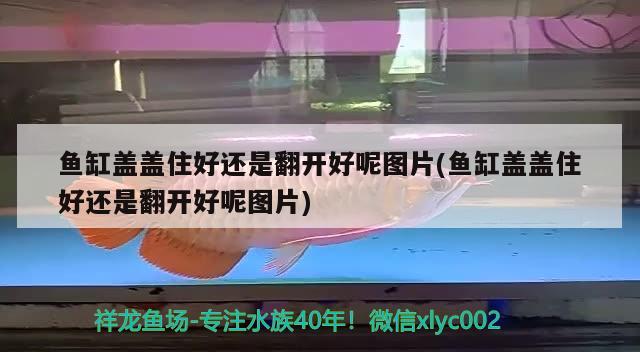 魚缸蓋蓋住好還是翻開好呢圖片(魚缸蓋蓋住好還是翻開好呢圖片) 黃金貓魚