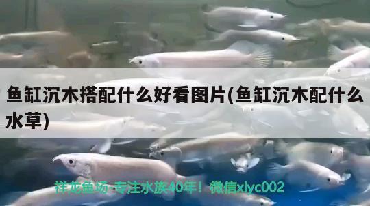 魚(yú)缸沉木搭配什么好看圖片(魚(yú)缸沉木配什么水草) 水草