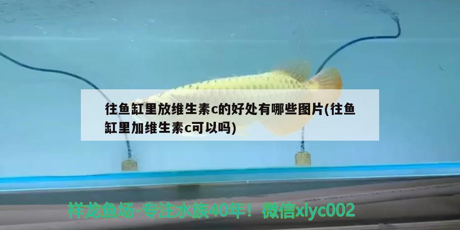 往魚缸里放維生素c的好處有哪些圖片(往魚缸里加維生素c可以嗎)