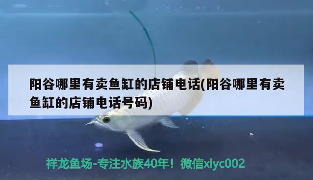 陽谷哪里有賣魚缸的店鋪電話(陽谷哪里有賣魚缸的店鋪電話號碼)