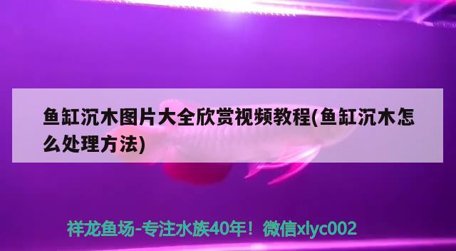 魚缸沉木圖片大全欣賞視頻教程(魚缸沉木怎么處理方法) 印尼紅龍魚