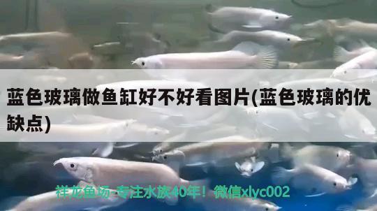 藍色玻璃做魚缸好不好看圖片(藍色玻璃的優(yōu)缺點) 水族用品