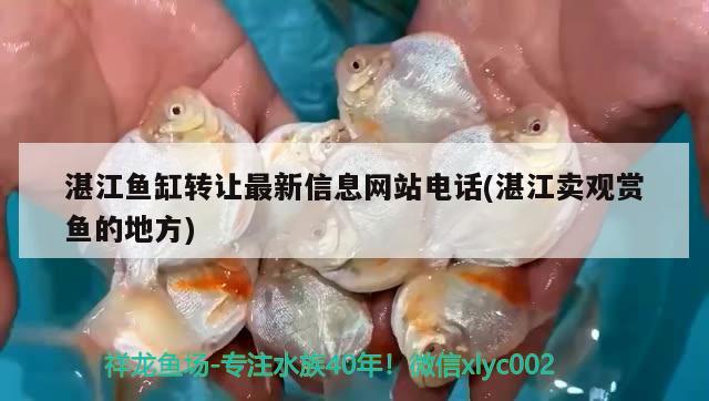 湛江魚缸轉(zhuǎn)讓最新信息網(wǎng)站電話(湛江賣觀賞魚的地方) 丹頂錦鯉魚