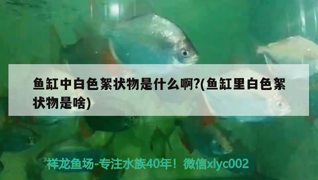 魚缸中白色絮狀物是什么啊?(魚缸里白色絮狀物是啥) 月光鴨嘴魚苗