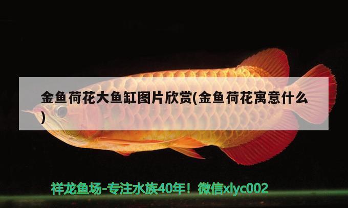 金魚(yú)荷花大魚(yú)缸圖片欣賞(金魚(yú)荷花寓意什么)