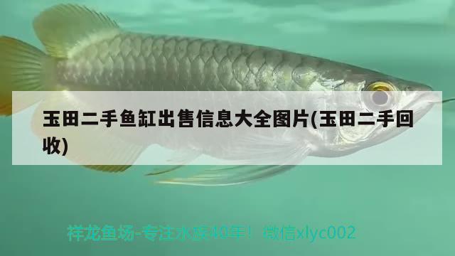 玉田二手魚缸出售信息大全圖片(玉田二手回收) 羅漢魚