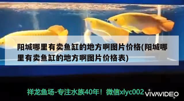 陽城哪里有賣魚缸的地方啊圖片價格(陽城哪里有賣魚缸的地方啊圖片價格表)